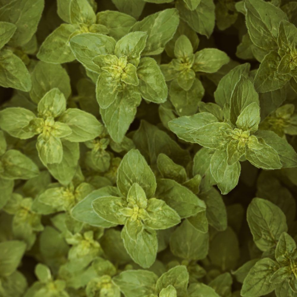 Image of Bio Majoranna (cs)